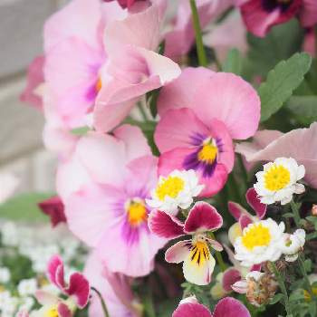  バコパの画像 by あきさん | アプローチと春のお花とビオラ・パンジーと寄せ植えとスイートアリッサム 白と花かんざし。と バコパ